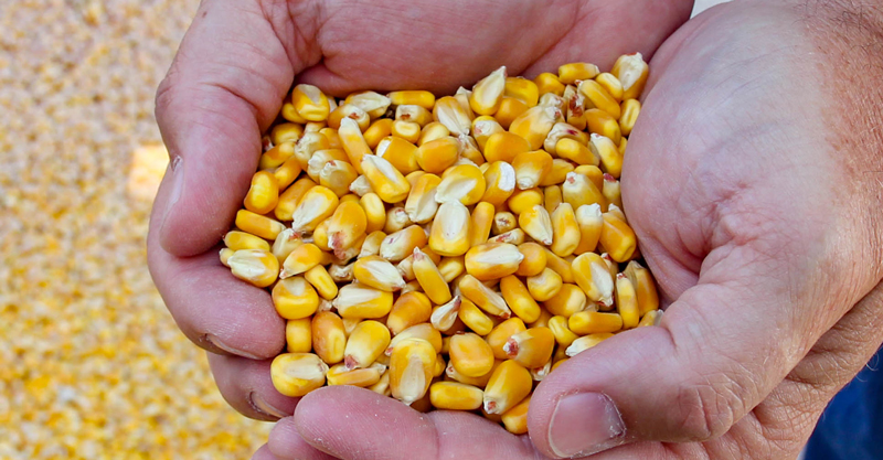 Corn held in hands