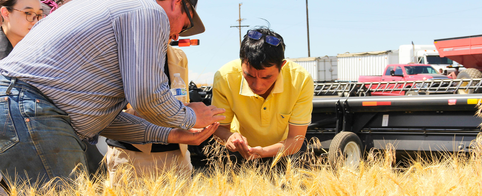 People looking at wheat in a field